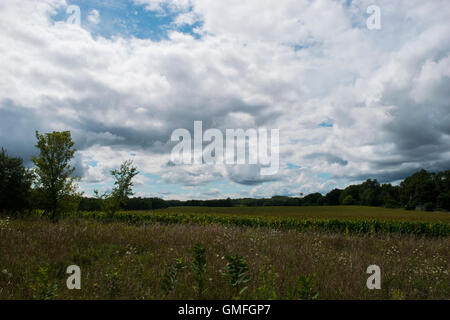 Midwestern campo di mais Foto Stock