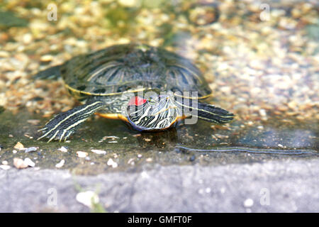 Anfibio in natura. Vista dettagliata del orecchio rosso tartaruga in acqua Foto Stock