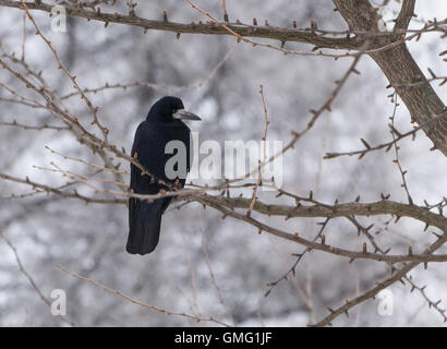 Raven nero seduto sul ramo di albero in inverno Foto Stock