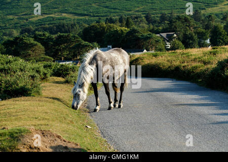 Dartmoor pony pascolano sulla strada dalla signora di miglio in Hay Tor giù molto felice di grasso e il contenuto con la sua vita Foto Stock