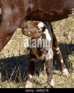 Bambino lattante su capra madre Foto Stock