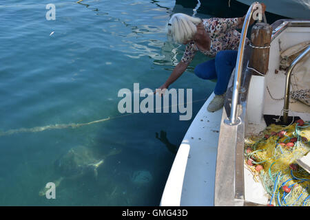 Donna di punti di una caretta-caretta caretta tartaruga di mare alimentare al di sotto delle barche da pesca a Limni Keri beach a Zante. Foto Stock