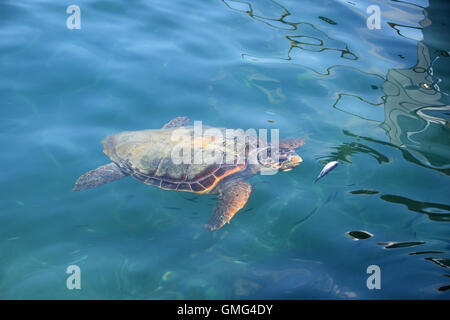 Caretta caretta caretta tartaruga di mare l'alimentazione di piccoli pesci a Limni Keri beach a Zante, Grecia. Specie in via di estinzione. Foto Stock