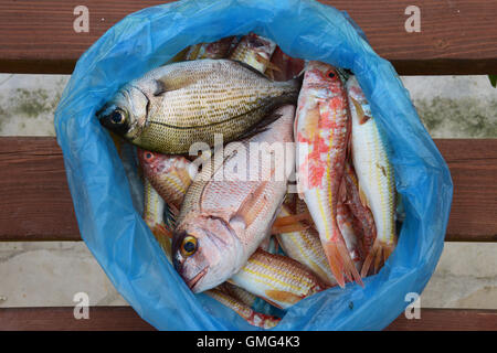 Fresh triglie e orate di pesce del mediterraneo in un sacchetto di plastica. Foto Stock