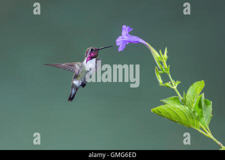 Costa's Hummingbird Calypte costae Tucson Pima County, Arizona, Stati Uniti 25 agosto immaturi Trochilidae maschio Foto Stock