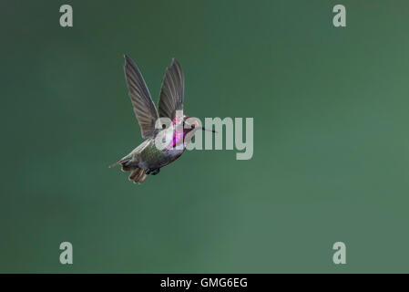 Costa's Hummingbird Calypte costae Tucson Pima County, Arizona, Stati Uniti 25 agosto immaturi Trochilidae maschio Foto Stock