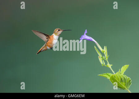 Rufous Hummingbird Selasphorus rufus Tucson Pima County, Arizona, Stati Uniti 25 agosto immaturi Trochilidae maschio Foto Stock