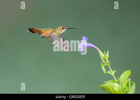 Rufous Hummingbird Selasphorus rufus Tucson Pima County, Arizona, Stati Uniti 25 agosto immaturi Trochilidae maschio Foto Stock