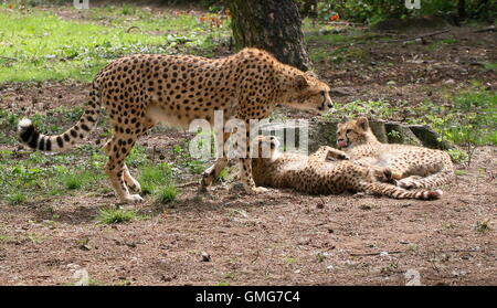 Africa femmina ghepardo (Acinonyx jubatus) con due suoi cuccioli Foto Stock