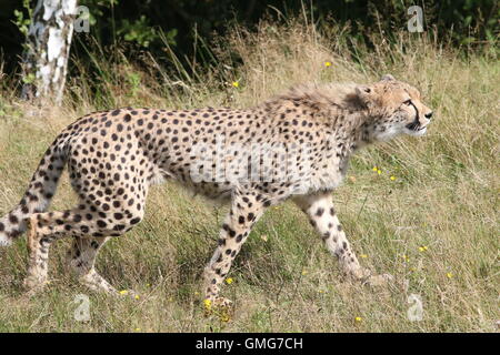 Africa maschio ghepardo (Acinonyx jubatus) passeggiate, visto di profilo Foto Stock