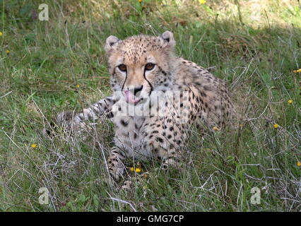 Femmina matura ghepardo (Acinonyx jubatus) giacente sul terreno, leccare le sue labbra Foto Stock