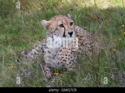 Femmina matura ghepardo (Acinonyx jubatus) giacente sul terreno, posa di avviso Foto Stock