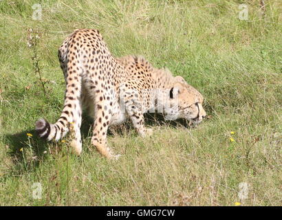 Africa maschio ghepardo (Acinonyx jubatus) sul prowl, prelevare un profumo Foto Stock