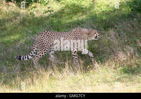 Africa maschio ghepardo (Acinonyx jubatus) sul prowl Foto Stock