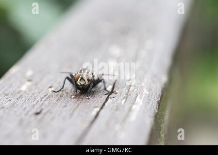 Un colpo alla testa la focalizzazione sul composto gli occhi di una mosca Foto Stock