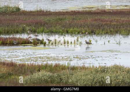 Un piccolo gregge di Lapwings e altri trampolieri sul sale palude di due isola ad albero Foto Stock