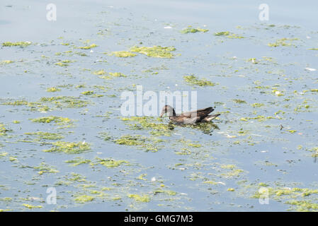 Un bambino nuoto Moorhen Foto Stock