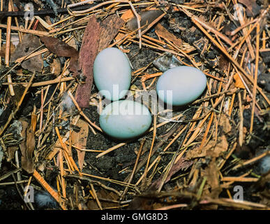 Nido di hoopoe, Upupa epops, tre uova sul nido di terra, Bharatpur, India Foto Stock