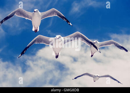 Gabbiano argento (Larus novaehollandiae) in volo, Byron Bay, Nuovo Galles del Sud, Australia Foto Stock