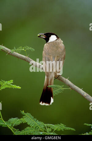 Bianco-eared bulbul, (pycnonotus leucosi), con berry nel becco, keoladeo ghana national park, bharatpur Rajasthan, India Foto Stock