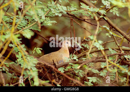 Ride Colomba, a volte chiamato colomba bruna, Streptopelia senegalensis, adulto su nido, Bharatpur, India Foto Stock