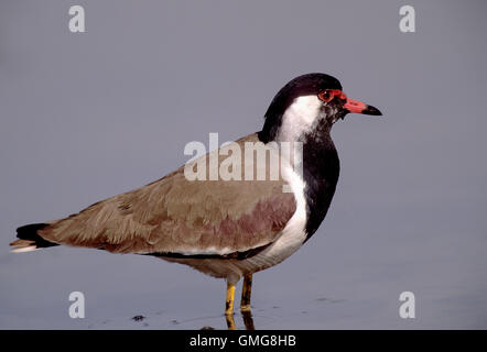 Rosso-wattled pavoncella, Vanellus indicus, uccello adulto, Rajasthan, India in piedi in stagno. Foto Stock