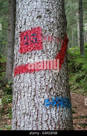 Un percorso mark dipinta su un albero accanto a una lunga distanza sentiero attraverso un bosco nelle Dolomiti, Italia settentrionale Foto Stock