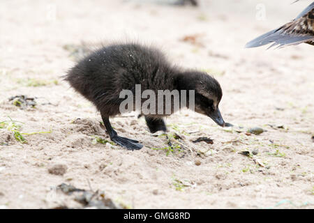 Baby eider duck sulla spiaggia Seahouses Northumberland Inghilterra Gran Bretagna Foto Stock