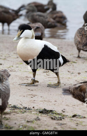 Maschio di eider duck sulla spiaggia Seahouses Northumberland Inghilterra Gran Bretagna Foto Stock