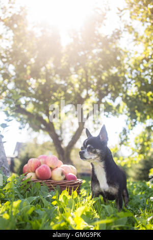 Un piccolo chihuahua in piedi nel prato accanto a un cesto di mele con il sole che splende attraverso il melo nel retro. Foto Stock