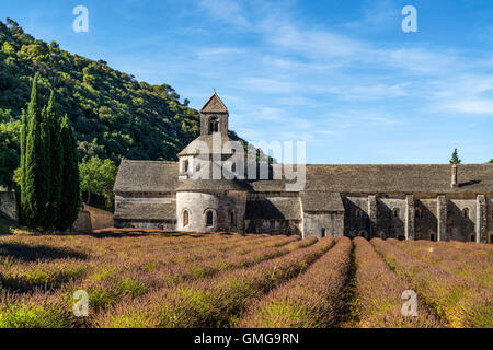 Campo di lavanda di fronte all'Abbaye de Senanque, vicino a Gordes, Vaucluse Provence, Francia Foto Stock