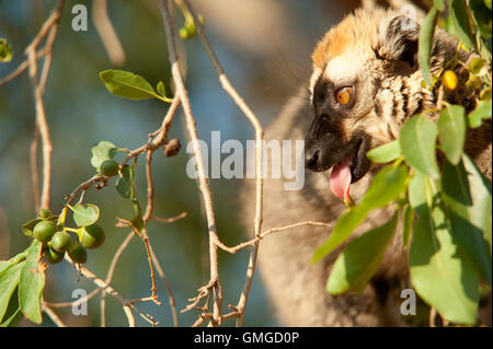 Rosso fiammante lemure marrone il Eulemur Rufus Madagascar Foto Stock