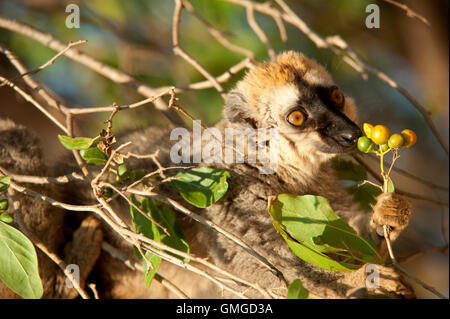 Rosso fiammante lemure marrone il Eulemur Rufus Madagascar Foto Stock