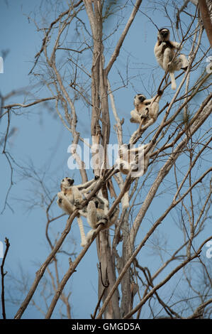 La Verreaux sifaka Propithecus verreauxi Madagascar Foto Stock