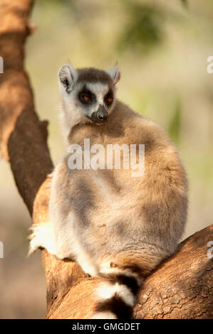 L'anello Tailed Lemur Lemur catta Madagascar Foto Stock