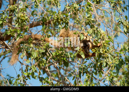 Rosso fiammante lemure marrone il Eulemur Rufus Madagascar Foto Stock