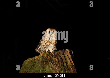 Gufo Tawny Foto Stock