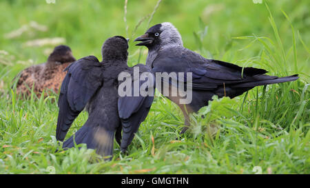 I capretti cornacchia eurasiatica, noto anche come la cornacchia occidentale o la cornacchia, Elemosinare il cibo dal suo genitore sia su erba verde Foto Stock