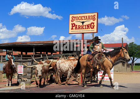 Il Cattle Drive, Stockyards distretto, Fort Worth, Texas, Stati Uniti d'America Foto Stock