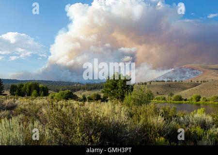 Il fuoco che brucia a Bald Mountain nella Foresta Nazionale di Inyo Eastern Sierra Nevada Foto Stock