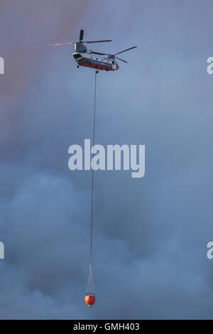 california foresta di fuoco selvatico. Billings Flying Services CH 47D elicottero Chinook lotta contro l'incendio Clark vicino alla montagna calva nella foresta nazionale Inyo C. Foto Stock