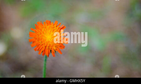 Arancio fiori di erbaccia, Hawkweed, del genere Hieracium, Foto Stock