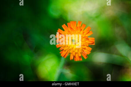 Arancio fiori di erbaccia, Hawkweed, del genere Hieracium, Foto Stock