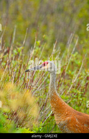 Sandhill gru (Grus canadensis) Adulto , Munising, Michigan, Stati Uniti d'America Foto Stock