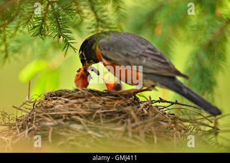 American robin (Turdus migratorius) Nesting e comportamento di parenting adulto alimentazione dei giovani, maggiore Sudbury, Ontario, Canada Foto Stock