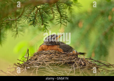 American robin (Turdus migratorius) Genitore seduta sul nido con giovani, maggiore Sudbury, Ontario, Canada Foto Stock