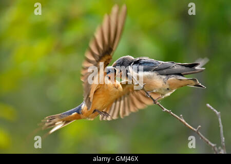 Barn swallow (Hirundo rustica) neonata essendo alimentato dalla casa madre, Buffalo Pound Parco Provinciale, Saskatchewan, Canada Foto Stock