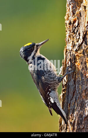 Nero-backed woodpecker (Picoides arcticus) maschio, Queen Elizabeth parco territoriale, Fort Smith, Northwest Territories, Canada Foto Stock