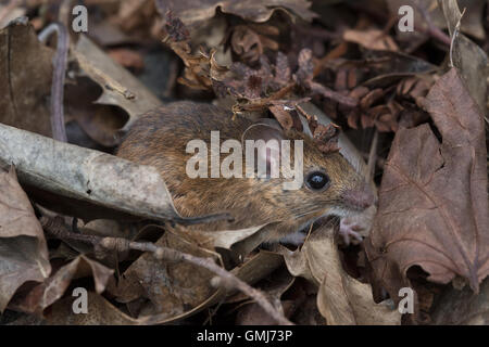 Mouse di legno (Apodemus sylvaticus) Foto Stock