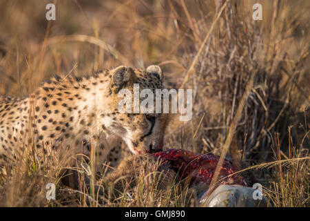 Ghepardo di mangiare da una carcassa Reedbuck nel Parco Nazionale di Kruger, Sud Africa. Foto Stock